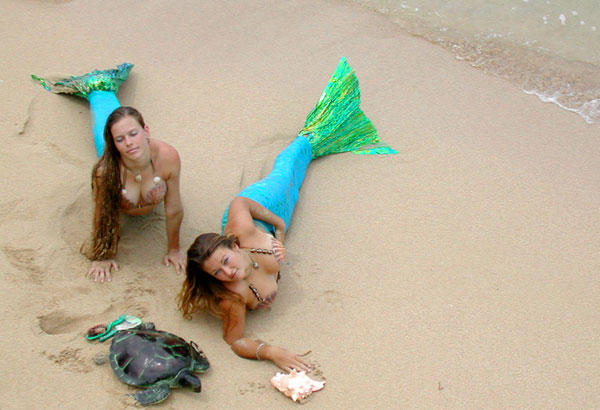 Maui Mermaids with Turtle