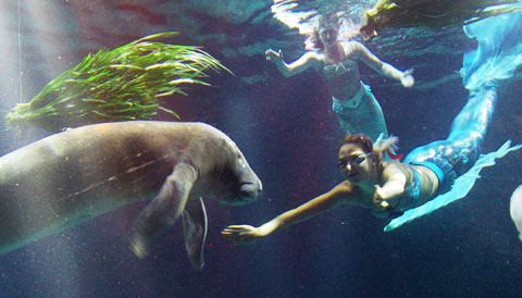 Manatee and Mermaids - Mermaid Model Under Water