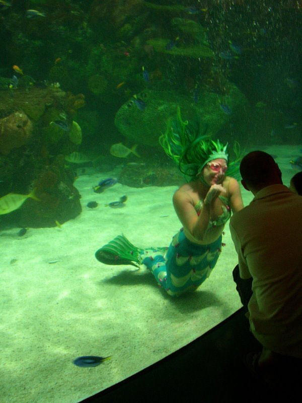 Mermaid Entertaining Crowd - Mermaid Model Under Water