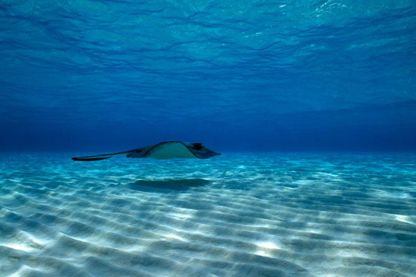 Mermaid Friend - Mermaid Model Under Water