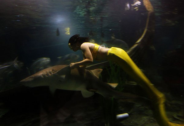 Mermaid Model and Shark - Mermaid Model Under Water