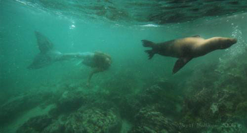 Mermaid and Harbor Seal - Mermaid Model Under Water