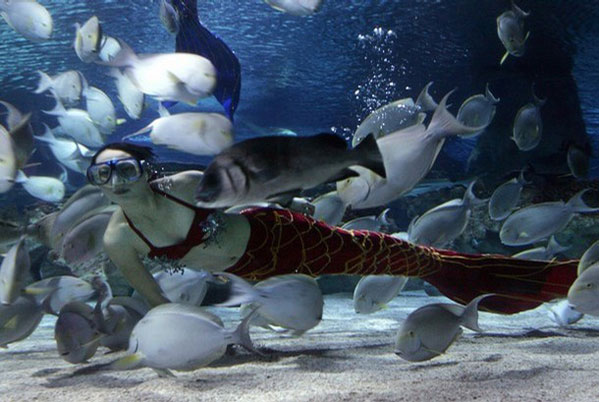 Mermaid in Fish Tank - Mermaid Model Under Water